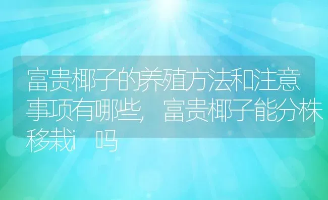 富贵椰子的养殖方法和注意事项有哪些,富贵椰子能分株移栽i吗 | 养殖学堂