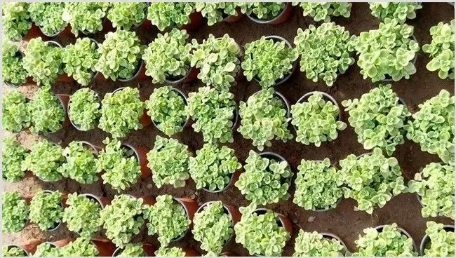 碰碰香栽培的注意事项 | 常识大全