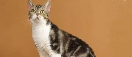 十大最不掉毛猫排名,不易掉毛粘人的长毛猫？