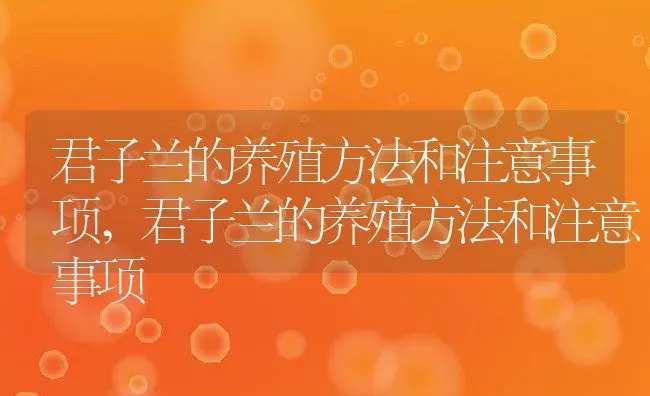 君子兰的养殖方法和注意事项,君子兰的养殖方法和注意事项 | 养殖科普