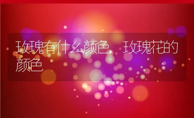 玫瑰有什么颜色,玫瑰花的颜色 | 养殖科普