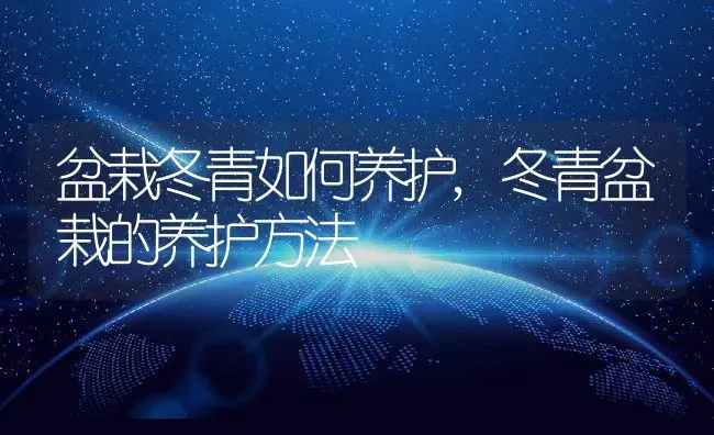 盆栽冬青如何养护,冬青盆栽的养护方法 | 养殖学堂
