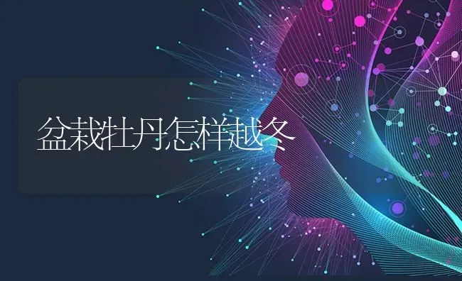 盆栽牡丹怎样越冬 | 养殖技术大全