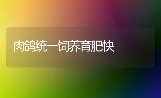 肉鸽统一饲养育肥快 | 养殖知识