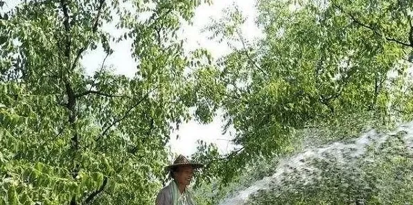 种枣树环割的原因是什么？最佳时间是什么时候？有哪些危害？ | 生活常识