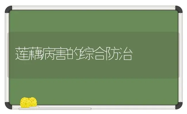 莲藕病害的综合防治 | 养殖技术大全