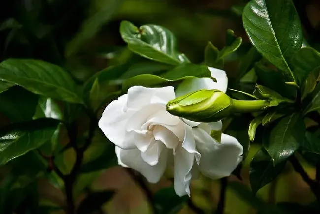 栀子花什么季节开花,12月份枝子花有花苞正常的嘛？