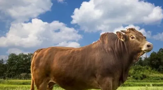 全国各地今日肉牛最新价格 | 实用知识