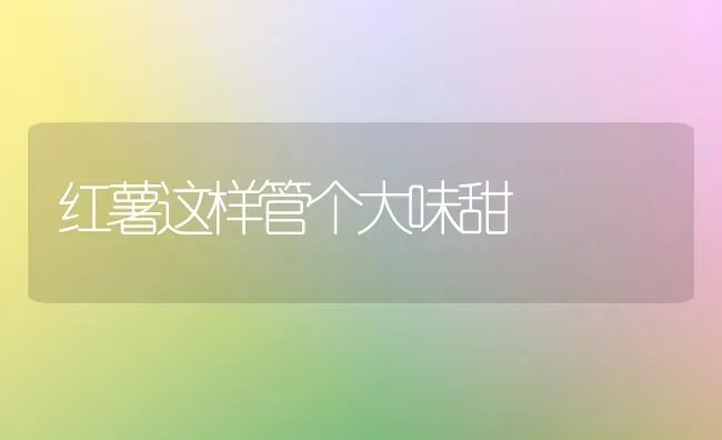 红薯这样管个大味甜 | 养殖技术大全