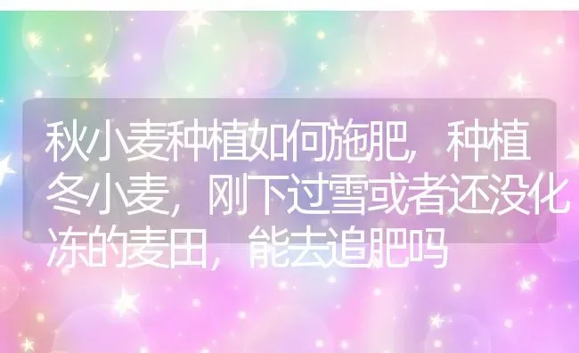 秋小麦种植如何施肥,种植冬小麦，刚下过雪或者还没化冻的麦田，能去追肥吗 | 养殖学堂