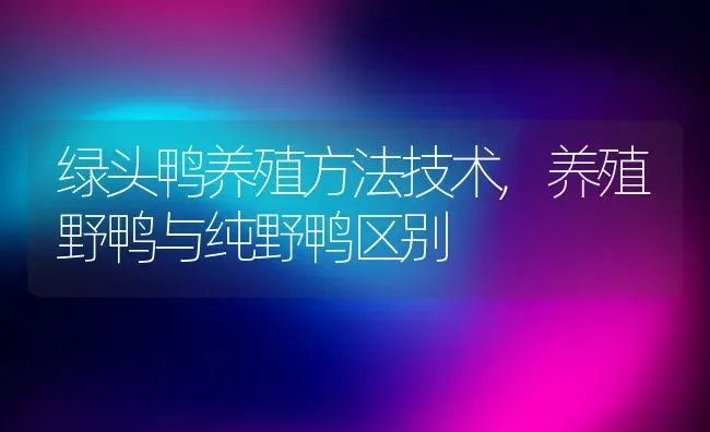 绿头鸭养殖方法技术,养殖野鸭与纯野鸭区别 | 养殖学堂