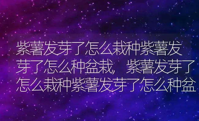 紫薯发芽了怎么栽种紫薯发芽了怎么种盆栽,紫薯发芽了怎么栽种紫薯发芽了怎么种盆栽 | 养殖科普