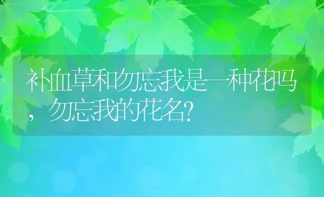 补血草和勿忘我是一种花吗,勿忘我的花名？ | 养殖学堂
