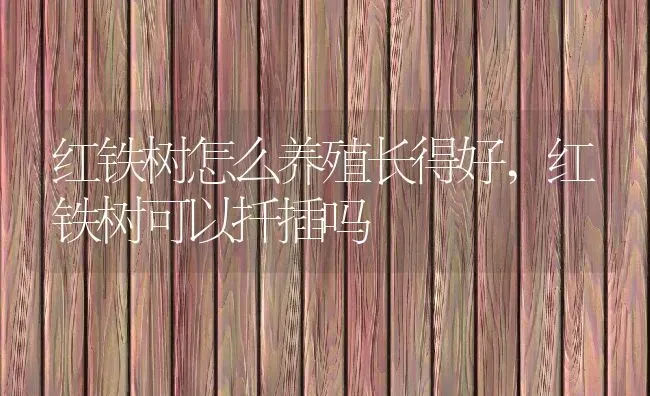 红铁树怎么养殖长得好,红铁树可以扦插吗 | 养殖学堂
