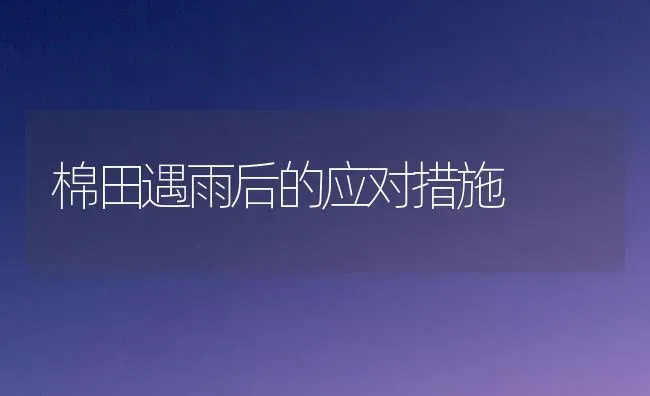 棉田遇雨后的应对措施 | 养殖知识