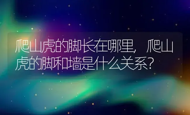 爬山虎的脚长在哪里,爬山虎的脚和墙是什么关系？ | 养殖科普