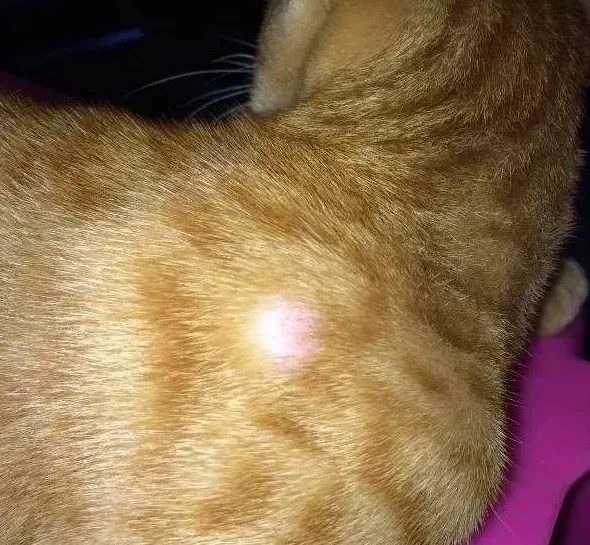 猫藓怎么才能治好,猫得了猫癣怎么治疗？