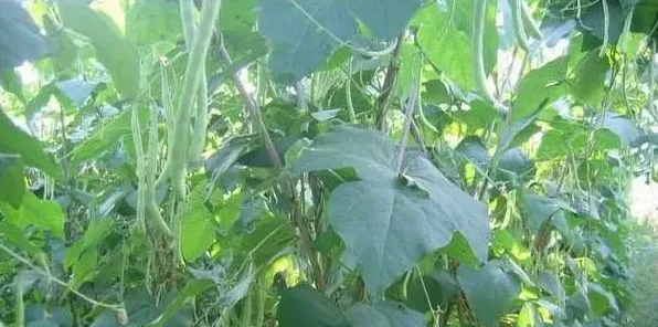 秋四季豆的种植管理要点 | 农广天地