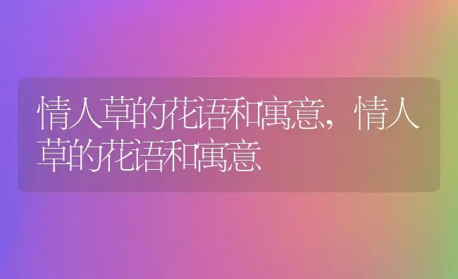情人草的花语和寓意,情人草的花语和寓意 | 养殖科普
