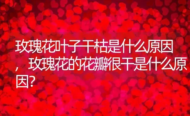 玫瑰花叶子干枯是什么原因,玫瑰花的花瓣很干是什么原因？ | 养殖科普