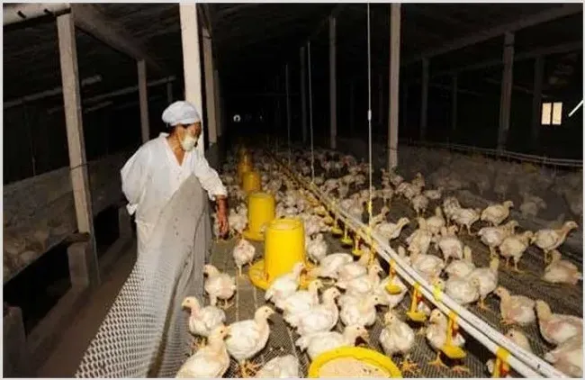 肉鸡养殖如何提升产量 肉鸡产量低该怎么办 | 常识大全
