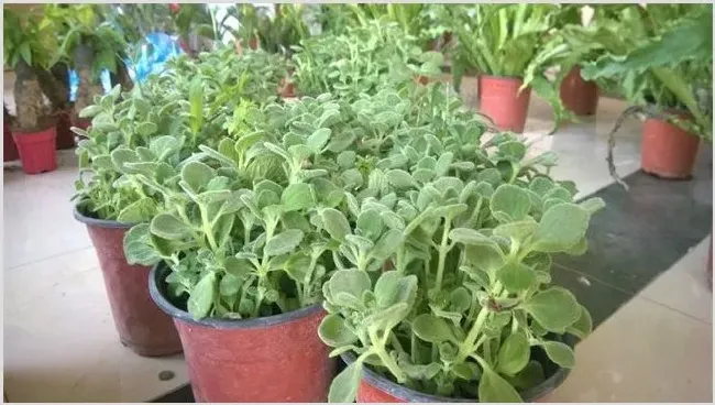 碰碰香栽培的注意事项 | 常识大全