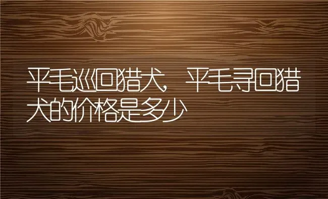 平毛巡回猎犬,平毛寻回猎犬的价格是多少 | 养殖资料