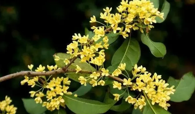 桂花适合在室内养吗,桂花放屋里好吗？