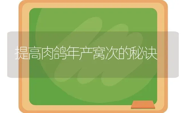 提高肉鸽年产窝次的秘诀 | 养殖知识