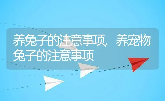 养兔子的注意事项,养宠物兔子的注意事项 | 养殖科普