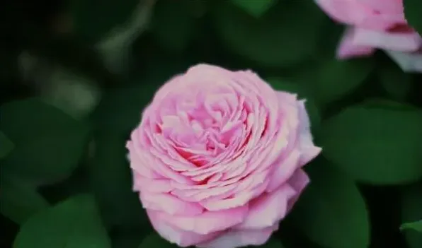 红花木香和蔷薇的区别 | 三农知识