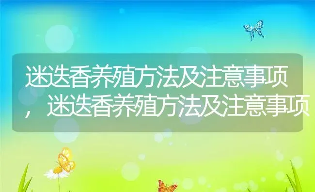 迷迭香养殖方法及注意事项,迷迭香养殖方法及注意事项 | 养殖科普