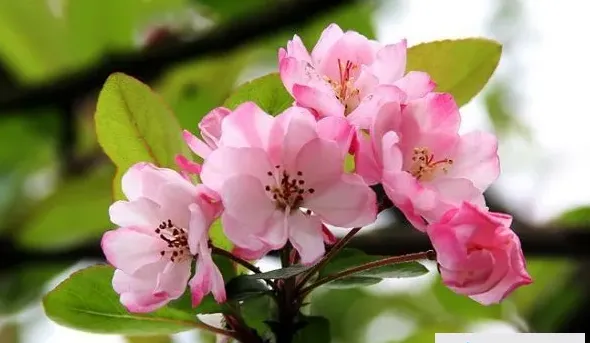 怎么养海棠花,海棠花怎么养存活高？