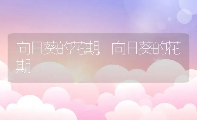 向日葵的花期,向日葵的花期 | 养殖科普
