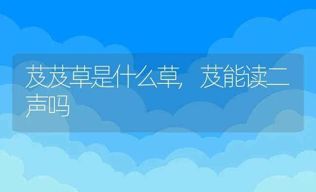芨芨草是什么草,芨能读二声吗 | 养殖学堂