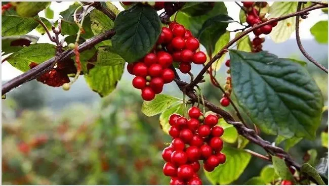 五味子的田间种植管理介绍 | 农广天地