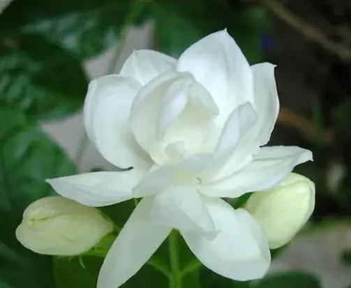 茉莉花花语,你就是我的一切是哪个花的花语？