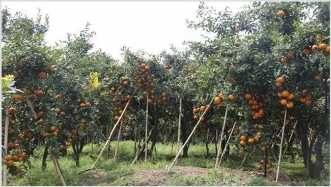 沃柑的种植对地区有什么要求 | 农广天地