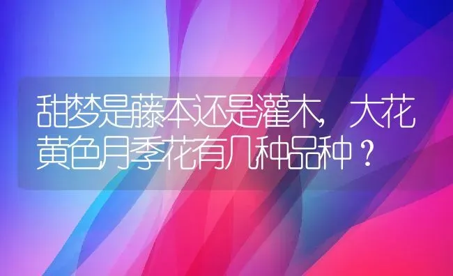 甜梦是藤本还是灌木,大花黄色月季花有几种品种？ | 养殖科普