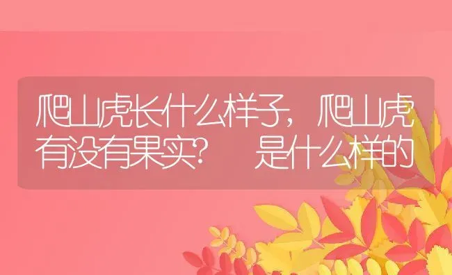 爬山虎长什么样子,爬山虎有没有果实? 是什么样的 | 养殖学堂