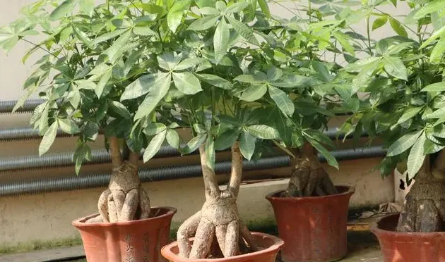 发财树烂根原因(症状、怎么补救),发财树根部破裂，腐烂还有的救嘛？