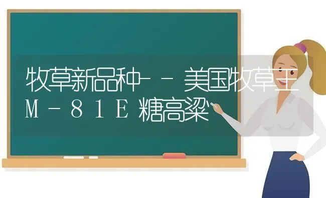 牧草新品种--美国牧草王M-81E糖高粱 | 养殖技术大全