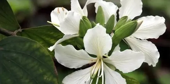 白色紫荆花叫什么 | 常识大全