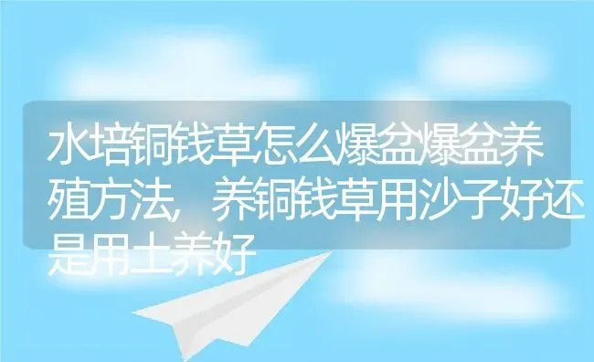 水培铜钱草怎么爆盆爆盆养殖方法,养铜钱草用沙子好还是用土养好 | 养殖学堂