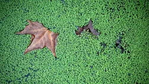 介绍几种适于鹅鸭采食的野生水草 | 生活妙招