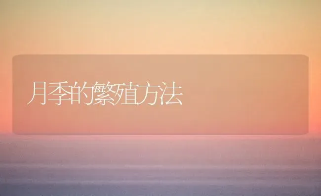 月季的繁殖方法 | 养殖技术大全
