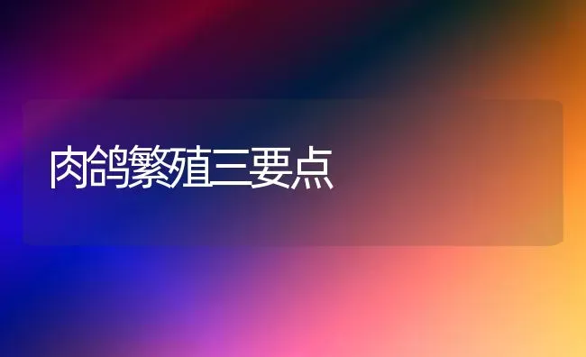 肉鸽繁殖三要点 | 养殖技术大全