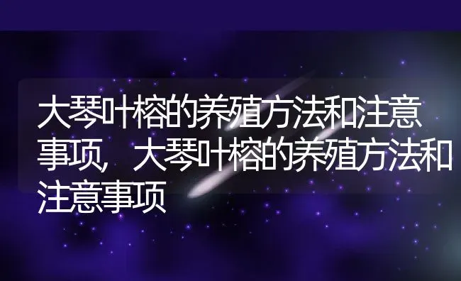 大琴叶榕的养殖方法和注意事项,大琴叶榕的养殖方法和注意事项 | 养殖科普