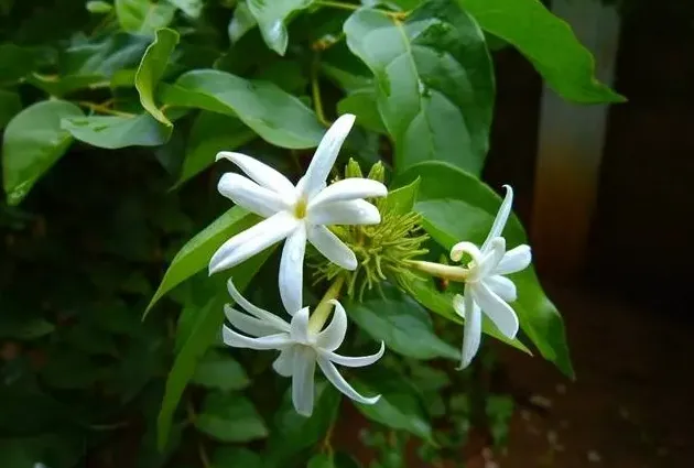 茉莉花哪个品种最香,什么茉莉花最香最持久？