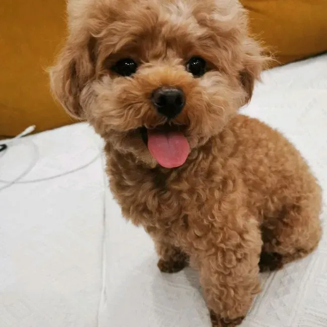 泰迪发抖是什么原因,为什么我家泰迪每个月会不定时发呆，不理人，特胆小浑身哆嗦？